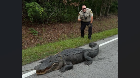 North Carolina officials wrangled a giant gator dubbed 