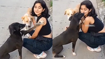 Not just humans, even dogs can steal the spotlight with unexpected gestures. A furry Casanova recently went viral after a video showed him planting a kiss on a girl. Shared on X (formerly Twitter) with the hilarious caption, “Dogesh bhaiya, control your feelings,