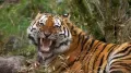 Looks like post-festival detox isn’t just a human trend anymore. Even tigers are pouncing on it. Yes, you read that right. In China