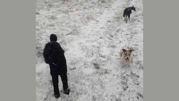 Optical illusions are all the rage these days, and this visual puzzle is sure to leave you hooked. This optical illusion has been tricking the internet into seeing a man with two dogs until they realize there's a third dog in the picture, but hidden in plain sight. Our eyes may not always be reliable, and this optical illusion is once again proving just how easily our brains can deceive us.