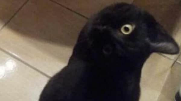 Optical illusions are the biggest trend on the internet. Every day, users on social media websites like Reddit and X drop new brain teasers that are bound to test even pro players. A new optical illusion image has got everyone confused. A picture posted by Reddit user netter666 in the r/opticalillusions community has gone viral. At first glance, the photo looks like a bird, thanks to the black “beak” shape pointing to the right and the round, bright eye against the shiny floor tiles.