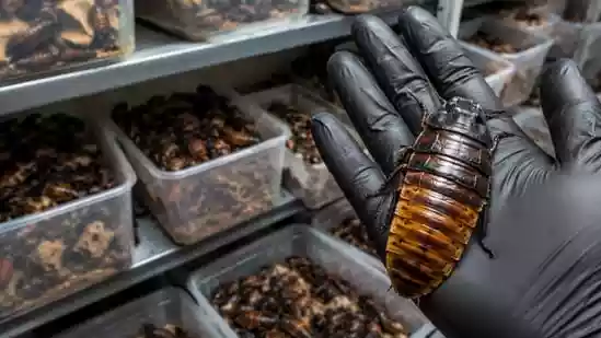 Over 100,000 illegal exotic cockroaches seized in Australia, some hand-sized