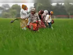 Karnataka has recorded 2,809 farmer suicides since the 2023-24 fiscal year, placing it second nationally. The state government has disbursed compensation to