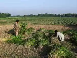 Pakistan among top countries with 