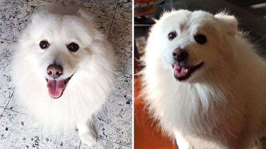 Peach survived a traumatic childhood but emerged stronger, and taught the world to embrace and spread joy no matter how hard life gets. Pet Appreciation Week, celebrated in the first week of June, is too short a period to express all the gratefulness our furry friends deserve. At least for me, years of praise for my rescue pooch is not enough to really describe how much he has changed the world around me.