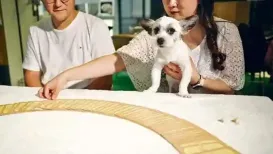 HomeNext<h4>Pet tarot readings: South Korea’s latest wellness trend for cats and dogs</h4><h4>South Korea's latest wellness trend lets pet
