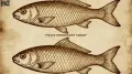<h4>Pisces Horoscope Today for May 25, 2026: Financial decisions today need attention and honesty</h4><h4>Pisces Horoscope Today: Avoid