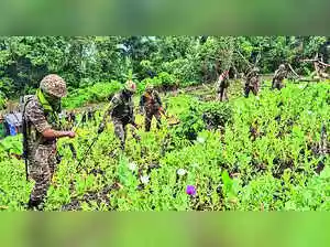 Security forces have eradicated poppy cultivation across eight acres in Arunachal Pradesh's Longding district. The operation took place near the India-Myanmar