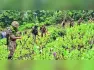 Security forces have eradicated poppy cultivation across eight acres in Arunachal Pradesh's Longding district. The operation took place near the India-Myanmar