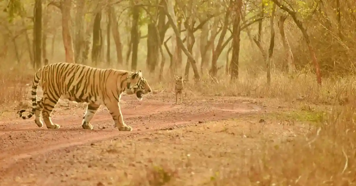 Prey, habitat quality play key role in restoring tiger populations