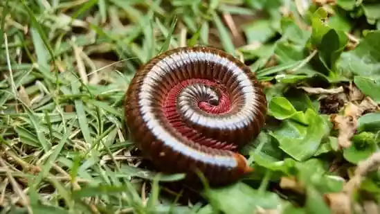 Princess dragon millipede