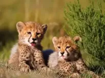 India-born cheetah Mukhi has delivered five cubs at Kuno National Park in Madhya Pradesh. This is a historic milestone for Project Cheetah