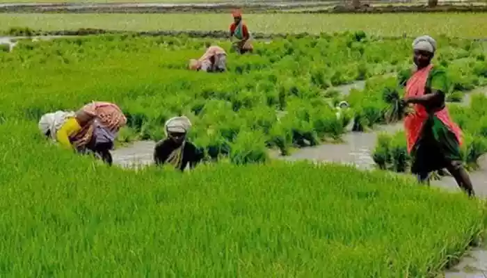 Rabi Crop Sowing Crosses 536 Lakh Hectares