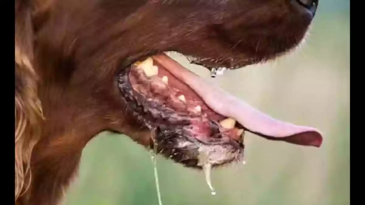 Rabies To Be Declared A Notifiable Disease In Delhi