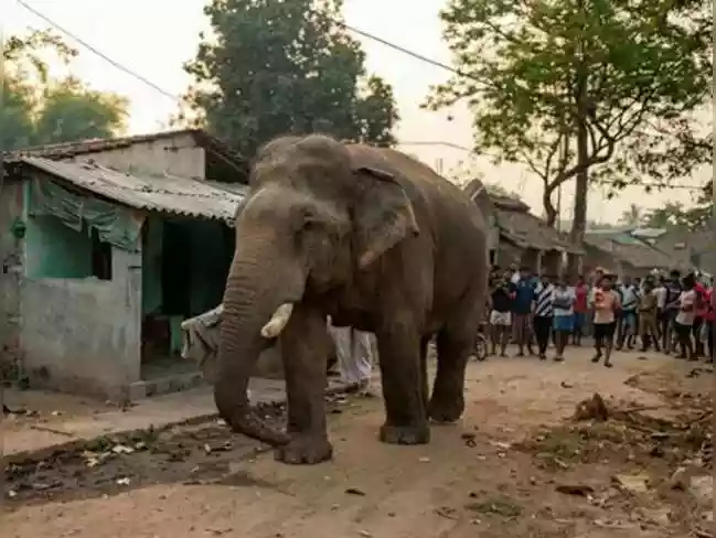 Ramlal’ the elephant strolls into poll queue