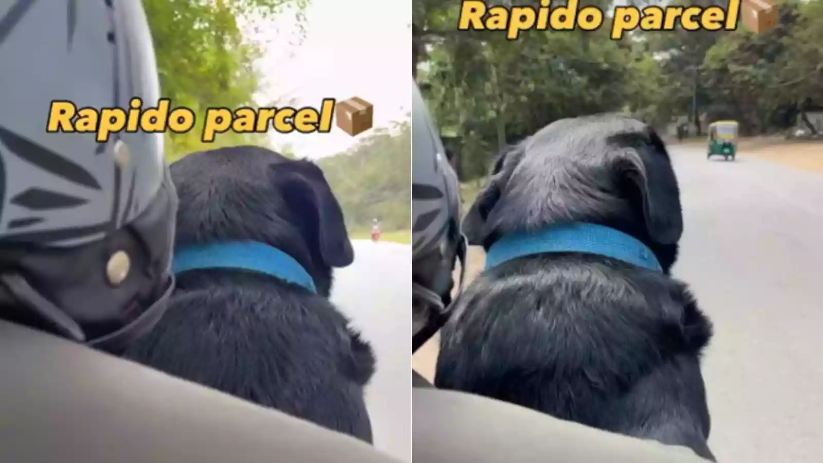 Rapido Rider’s Adorable Dog Delivery Goes Viral