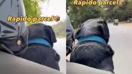 A routine delivery took an unexpectedly adorable turn when a Rapido driver ended up transporting a very unusual parcel, a calm and lovable dog
