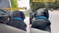 A routine delivery took an unexpectedly adorable turn when a Rapido driver ended up transporting a very unusual parcel, a calm and lovable dog