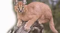 Officials have confirmed the return of the rare caracal in the Thar Desert near the India-Pakistan border, raising fresh hopes for conservation of the highly