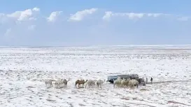 Parts of Saudi Arabia's northern desert turned white this week after rare and heavy snowfall. In regions such as Tabuk and Al-Jawf