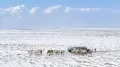 Parts of Saudi Arabia's northern desert turned white this week after rare and heavy snowfall. In regions such as Tabuk and Al-Jawf