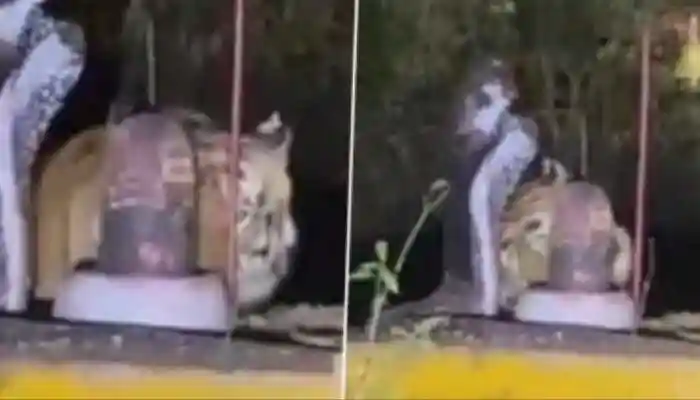 A rare video of a tiger rubbing its head on a Shivling in Madhya Pradesh’s Katni forest has gone viral. Is it a divine miracle or territorial marking? See
