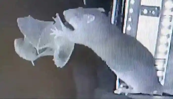 Rat Hunts Bat Mid-Air For First Time In History