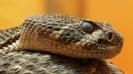 Herpetologists first discovered in 1933 that rattlesnakes are immune to their own venom. Native to the Americas, rattlesnakes are pit vipers