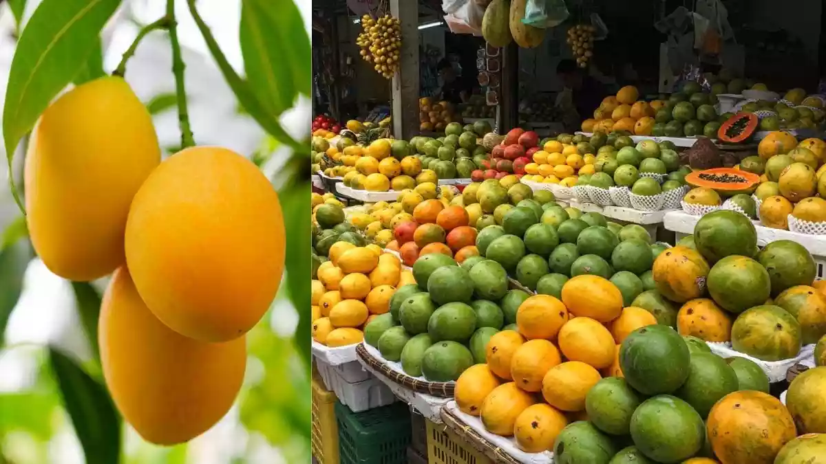 Come summer, mangoes take over our plates, but there’s always one question: should you eat them raw or ripe? While both are delicious