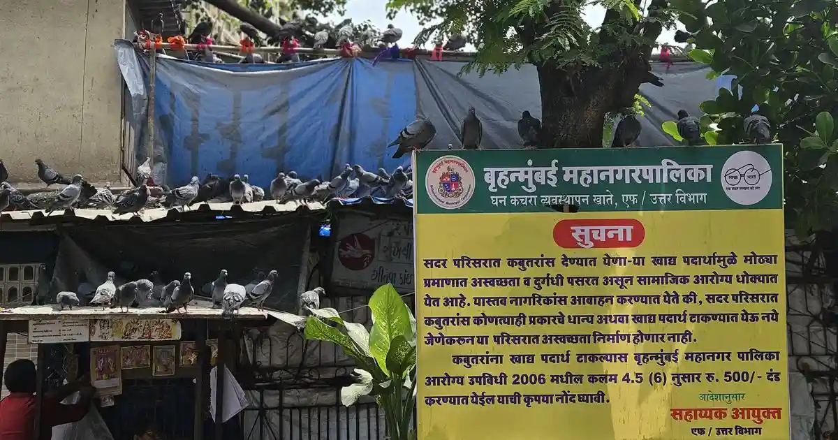 Religious leaders from the Jain community on Saturday announced that the formation of a new political party, named the Shanti Doot Jankalyan Party, with a pigeon as its symbol, to contest the upcoming Brihanmumbai Municipal Corporation elections, reported Hindustan Times.Religious leaders from the Jain community on Saturday announced that the formation of a new political party, named the Shanti Doot Jankalyan Party, with a pigeon as its symbol, to contest the upcoming Brihanmumbai Municipal Corporation elections, reported Hindustan Times.The leaders announced that the party would contest the polls, expected to be held by the end of this year, with the agenda of protecting kabootarkhanas, or pigeon feeding spots, according to Mid-Day.The announcement was made during a prayer meeting for the pigeons that they claimed had died since July, when the Brihanmumbai Municipal Corporation began shutting down designated spots to feed the birds in Mumbai.An order in this regard was issued by the Maharashtra government to the civic body on July 3.