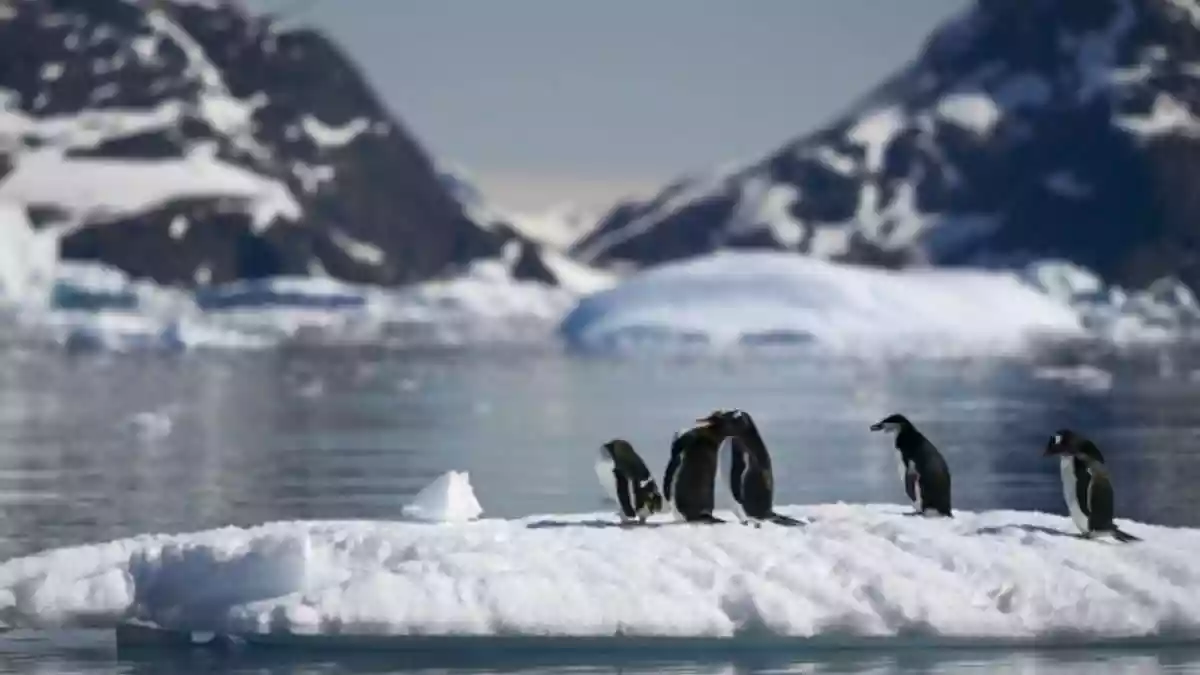 Scientists are warning over the spread of bird flu in Antarctica. A leading Chilean researcher, Victor Neira, on Tuesday told AFP that a detected strain has
