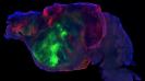 <h4>Researchers have created a mouse with a partly human brain</h4><h4>It will help the development of drugs for neurological