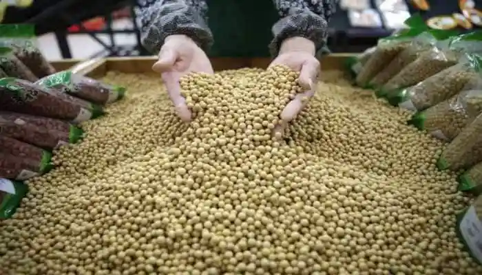 Retaliatory tariffs leave American growers with no market for $12 billion in exports, industry warns of “five-alarm fire”.Retaliatory tariffs leave American growers with no market for $12 billion in exports, industry warns of “five-alarm fire”. <strong>Washington:</strong> American soybean farmers are staring at a looming disaster as China, their largest buyer, has stopped importing U.S. soybeans. Fields across the Midwest are ready for harvest, but farmers have no certainty about where their crops will go, leaving an entire sector on edge.