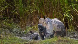 Once upon a time, the thunder of footsteps from lakhs of mighty rhinoceroses echoed across the savannahs, grasslands, and tropical forests of Africa and Asia