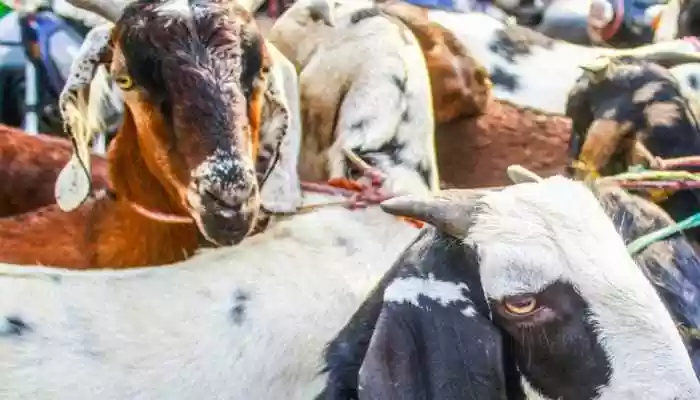 Robbers Posing As Police Steal Goats Bought Under CM’s Scheme