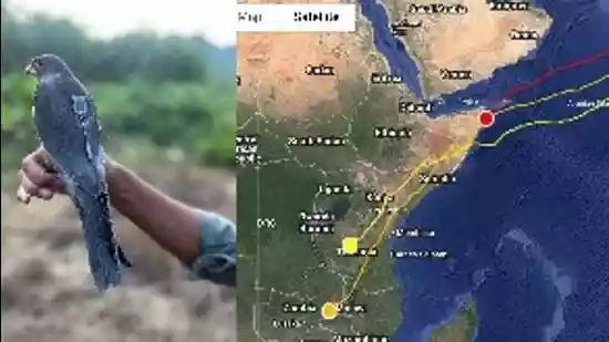 <b>IMPHAL:</b> Three radio-tagged Amur Falcons (Falco amurensis) have made a non-stop flight of 6,100 km from Manipur's Tamenglong district to