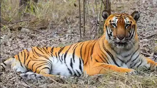 SC-appointed panel asks Goa to notify tiger reserve in two phases