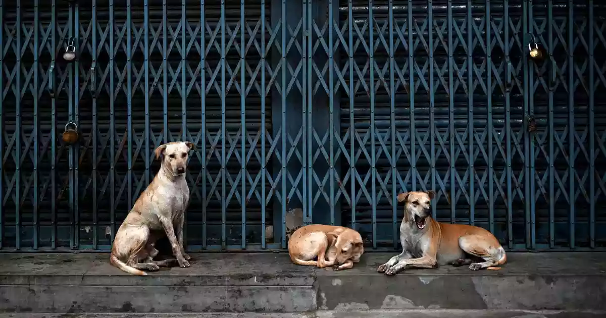 The Supreme Court on Tuesday refused to recall its directions issued last year that stray dogs picked by municipal authorities from public places must not be