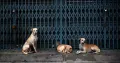 The Supreme Court on Tuesday refused to recall its directions issued last year that stray dogs picked by municipal authorities from public places must not be