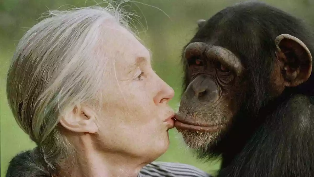 Scientist and global activist Jane Goodall, who turned her childhood love of primates into a lifelong quest for protecting the environment, died on Wednesday (October 1, 2025) at 91, the institute she founded said. Dr. Goodall died of natural causes, the Jane Goodall Institute said in a social media post.