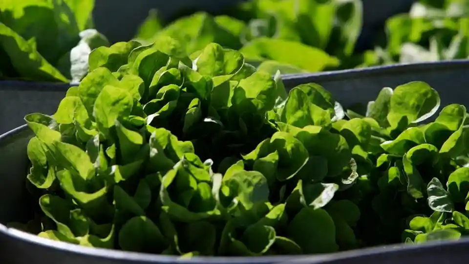 <h4>A lettuce that makes meat protein: The science behind engineering plants to grow an animal molecule & why it matters</h4> <h4>The study