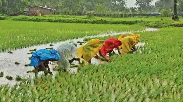 New Delhi: Demand for work under the Mahatma Gandhi National Rural Employment Guarantee Act, or MGNREGA, has dropped sharply since June