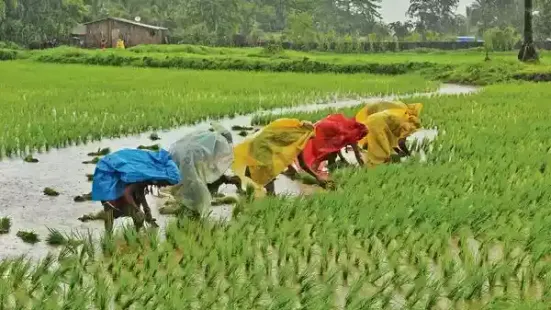 New Delhi: Demand for work under the Mahatma Gandhi National Rural Employment Guarantee Act, or MGNREGA, has dropped sharply since June