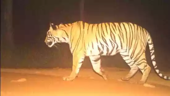 Second tigress translocated to Sahyadri Tiger Reserve under Operation TARA