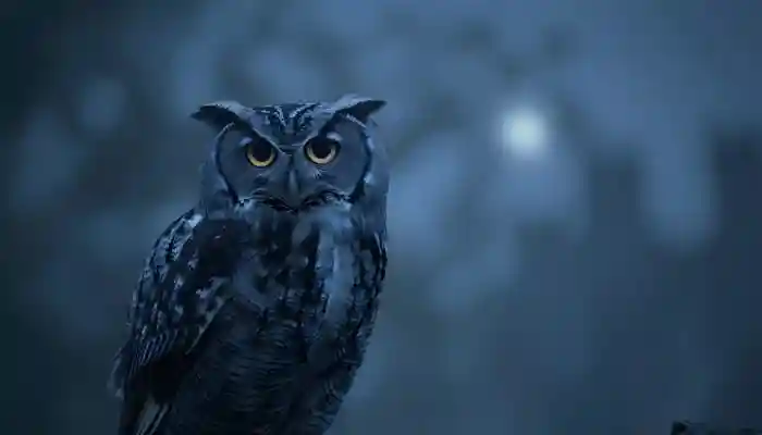 Seeing an owl on Diwali is believed to be a good sign in Hindu tradition. The reason for the sighting to be considered lucky is linked to Goddess Lakshmi. Diwali is the 'Festival of Lights' and is one of the most important and widely celebrated festivals in India. People decorate their homes with lights, clean it in advance, and on the day of the festival, diyas and rangolis adorn homes, offices, and shops. There are also deep-rooted beliefs and traditions associated with the festival. One such lesser-known but fascinating belief is that sighting of an owl on Diwali night is considered a sign of good luck and prosperity.Seeing an owl on Diwali is believed to be a good sign in Hindu tradition. The reason for the sighting to be considered lucky is linked to Goddess Lakshmi. Diwali is the 'Festival of Lights' and is one of the most important and widely celebrated festivals in India. People decorate their homes with lights, clean it in advance, and on the day of the festival, diyas and rangolis adorn homes, offices, and shops. There are also deep-rooted beliefs and traditions associated with the festival. One such lesser-known but fascinating belief is that sighting of an owl on Diwali night is considered a sign of good luck and prosperity.