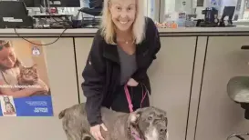 Piper, a senior Cane Corso-mix, was rescued earlier this year after being found wandering on the streets of Englewood, New Jersey