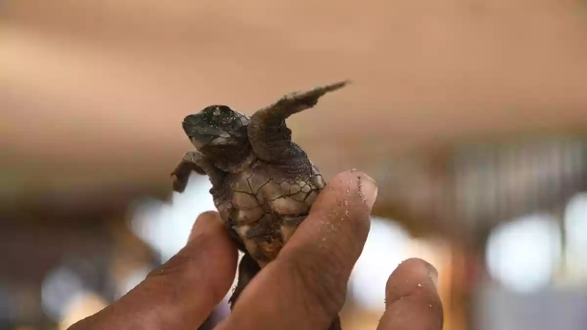 It is 1am on a rather warm February night. The stretches of Neelankarai beach merge with Thiruvanmiyur beach. Fishing boats are stationed on the shore waiting
