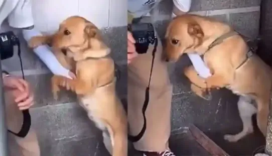 In a heartwarming video, a shelter dog clinging to a reporter's hand refused to let go, leading to an emotional moment that ended with the reporter adopting