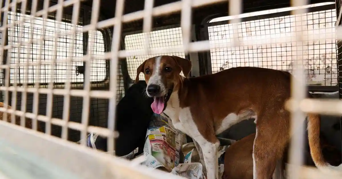 The suggestion in court hearings and in recent media coverage that community dogs are a menace has come as a surprise to many of us working in international