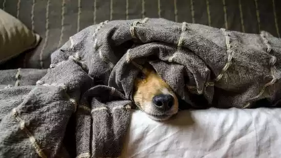 Dogs don't always tell you when something's wrong. They keep running around, playing, doing the same routines. But a shift in behaviour, a sudden scratch